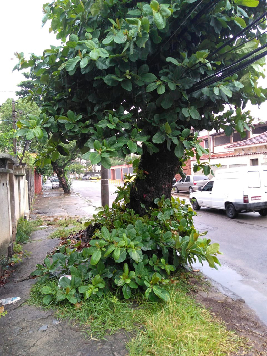 Na Rua Caricé, no Tauá, uma árvore esta com os galhos emaranhados com a fiação elétrica e precisa ser podada