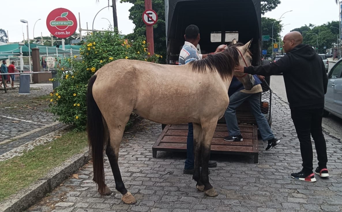 Equino levado para o Centro de Zoonoses foi capturado em frente ao Hortifruti