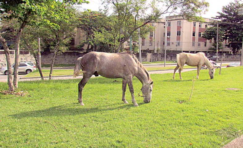 Os animais ficam soltos pela área do gramado