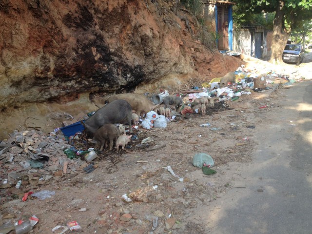 Na Rua Marquês de Muritiba, porcos se alimentam em meio ao lixo descartado de forma irregular 